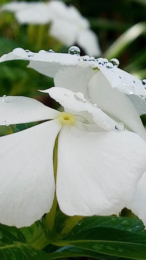 Ti Coin De Paradis Ylang Ylang Ле Диамант Екстериор снимка
