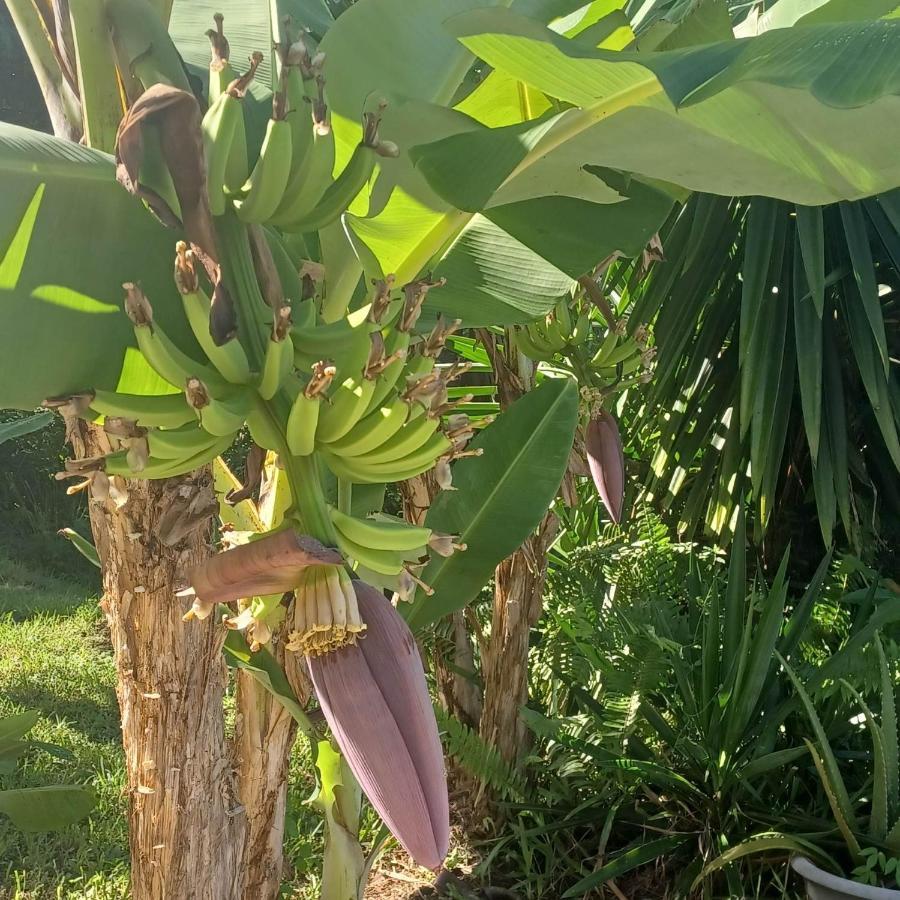 Ti Coin De Paradis Ylang Ylang Ле Диамант Екстериор снимка